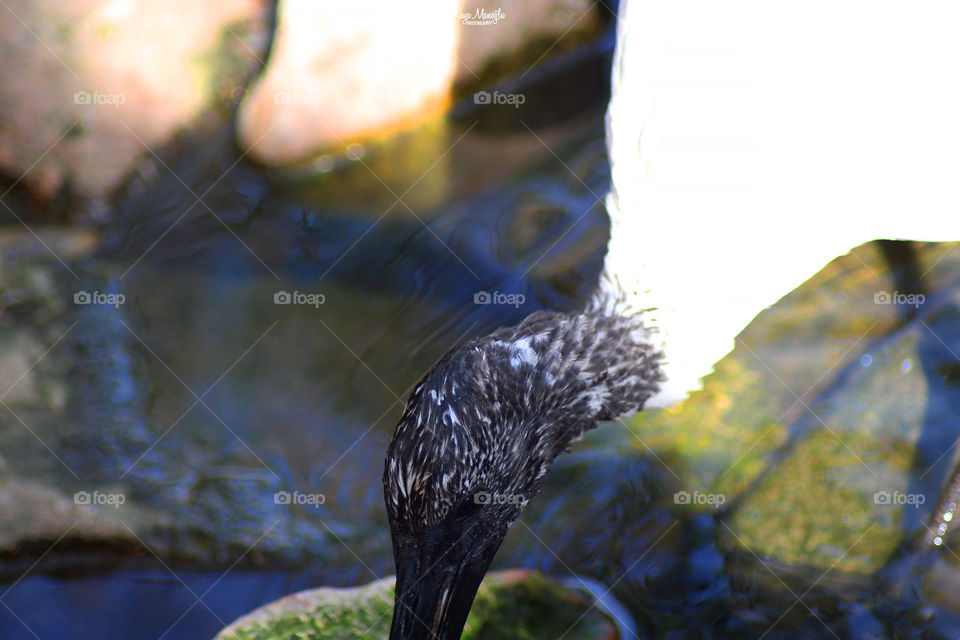 The Black Stork