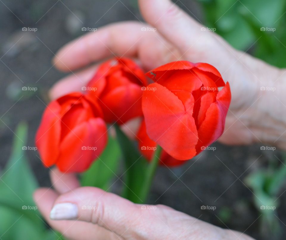 red tulips in hands love garden