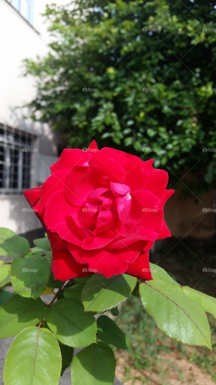 Close-up of red rose