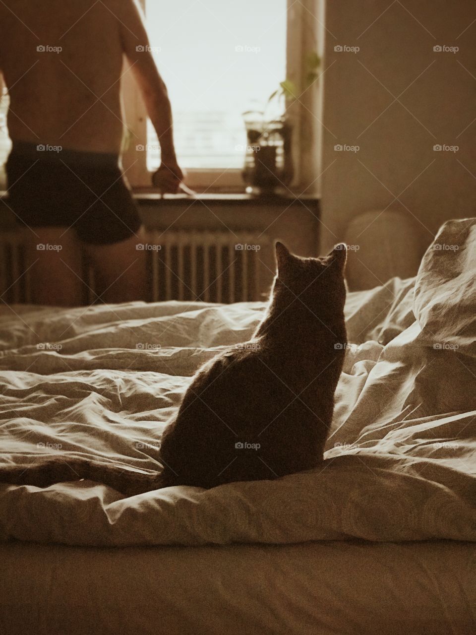 Cat looking at its owner from the bed