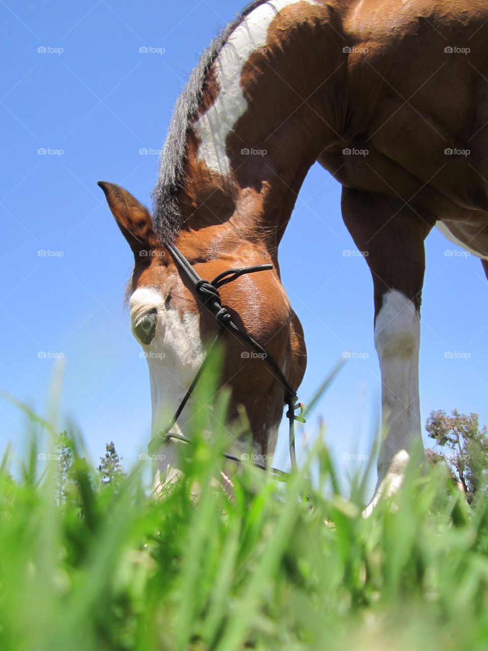 From the Ground Up: grazing horse from a different angle.