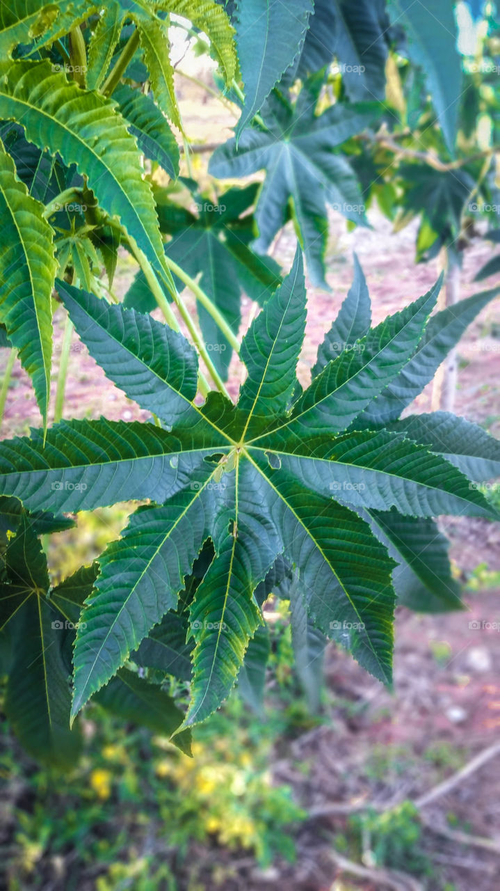 Leaf plant
