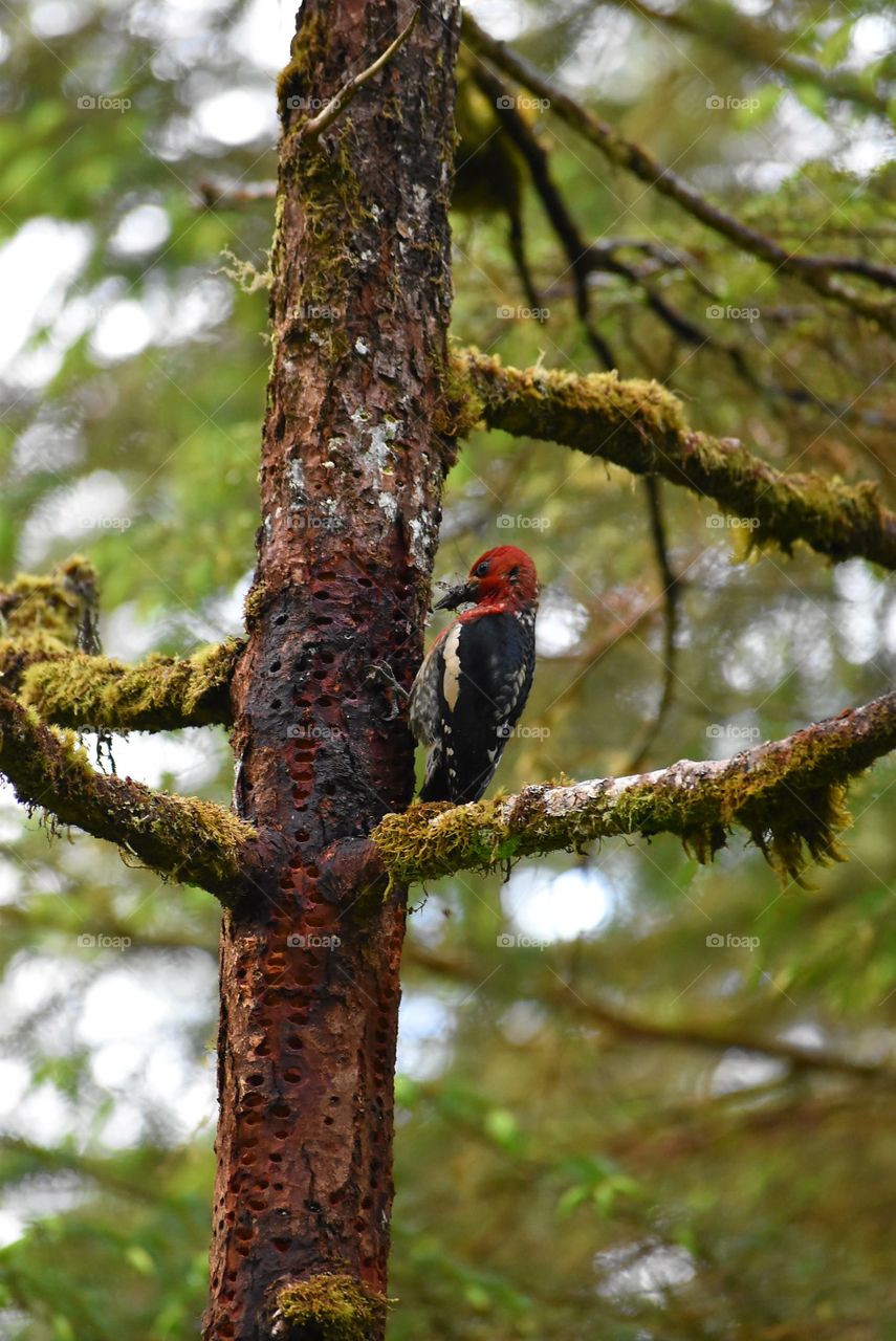 woodpecker eating
