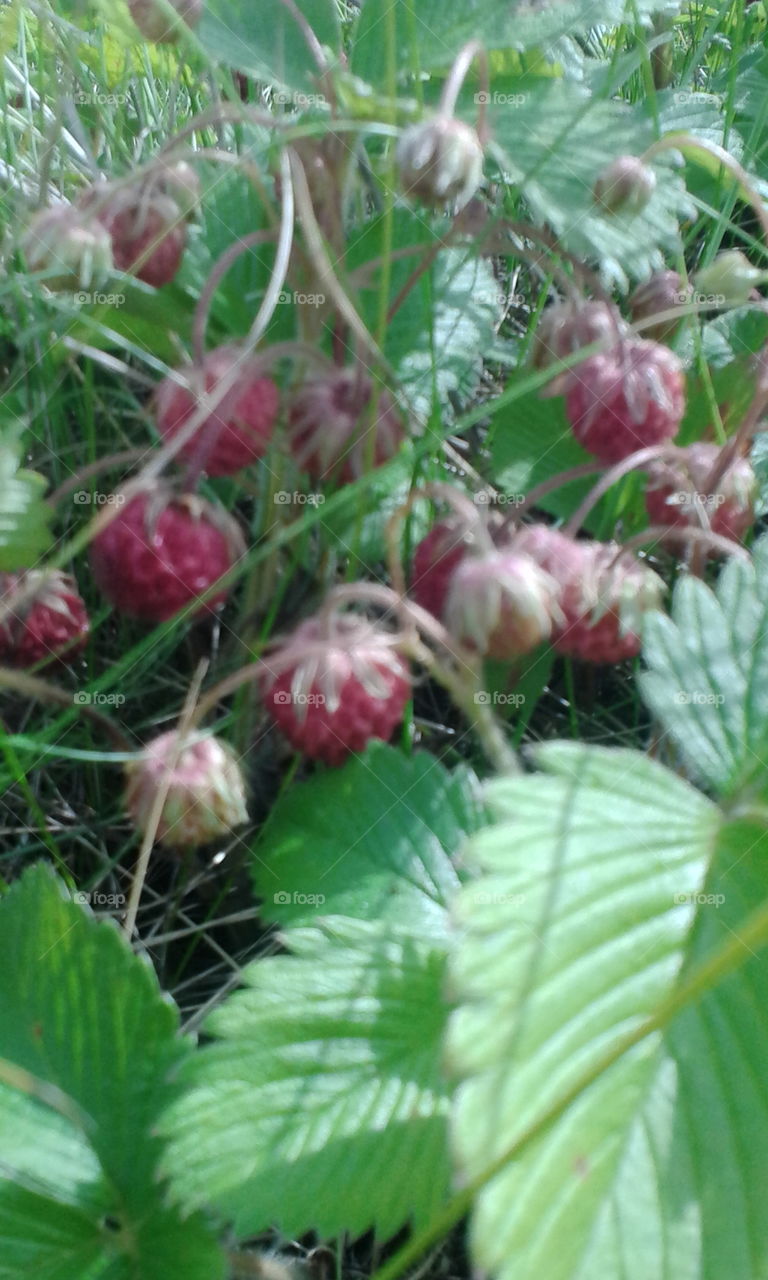 the season of wild strawberry will be open