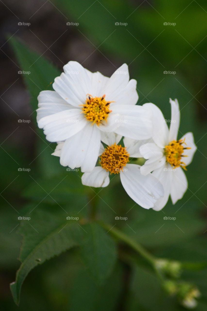 White petal Daisies 
