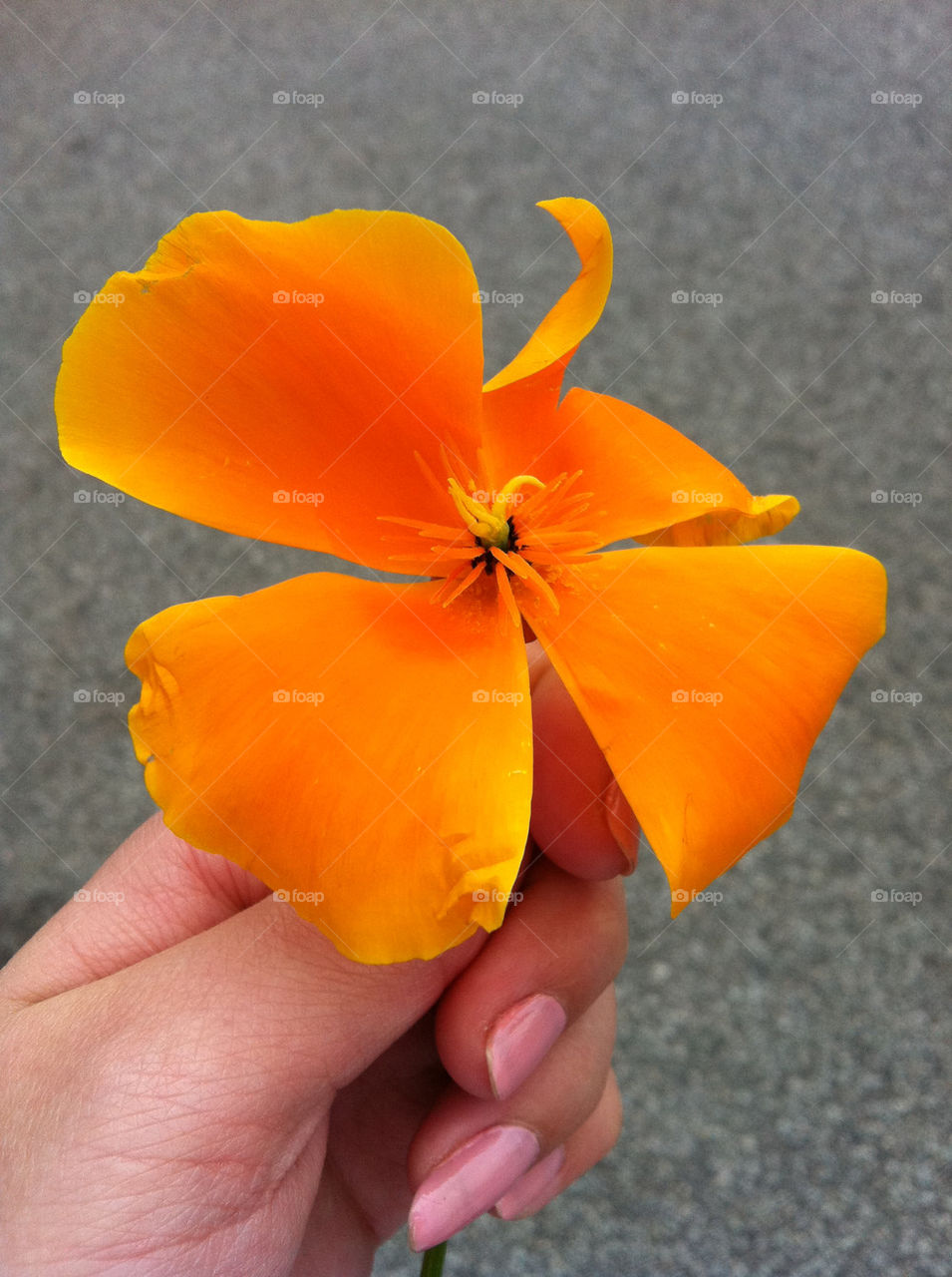 flower orange neon beautiful by miasthoughts