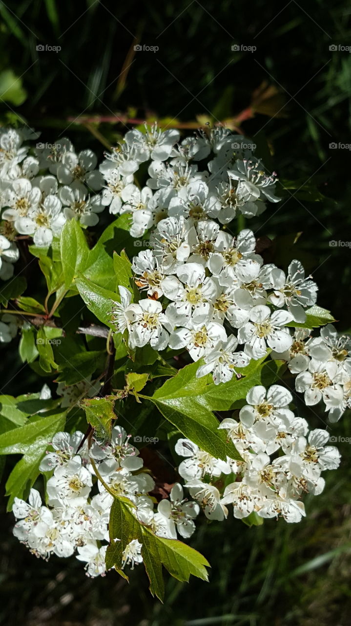 Apple blossoms