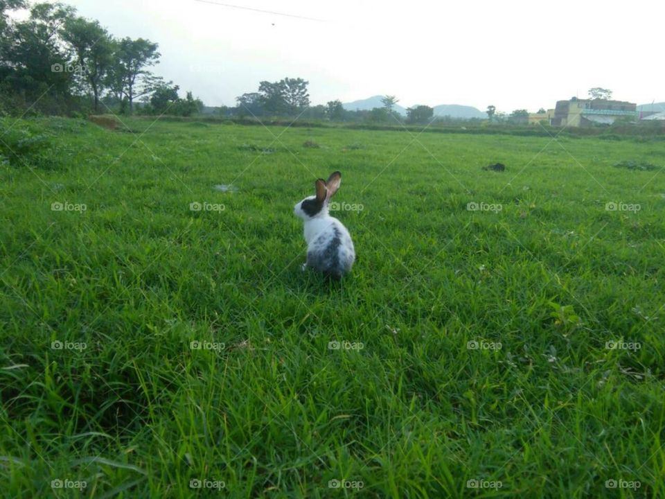 Rabbit playing with Grass