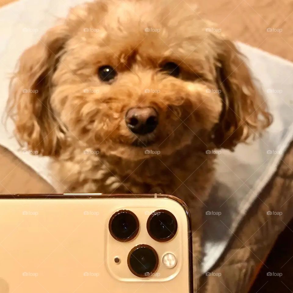 dog and phone