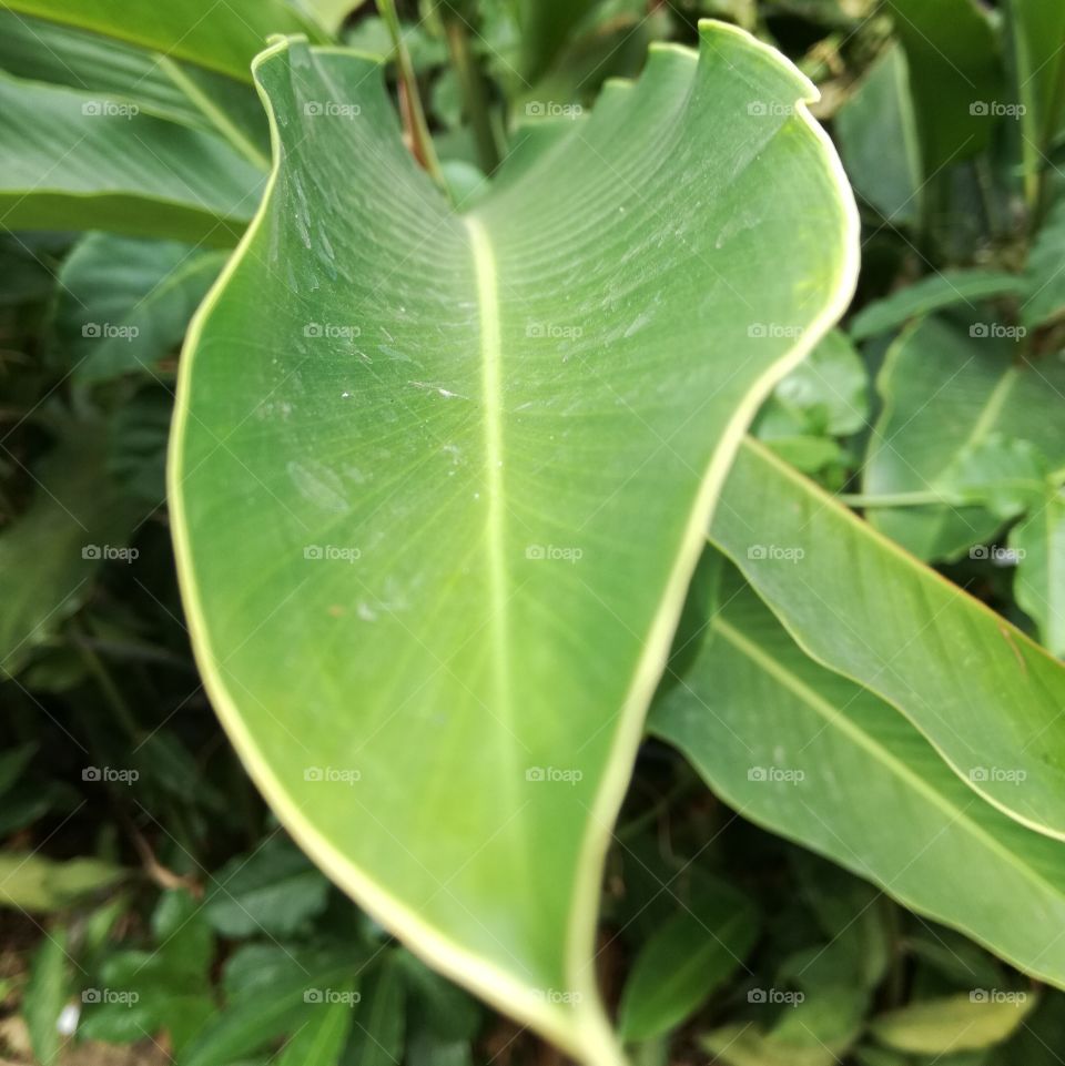 Leaf