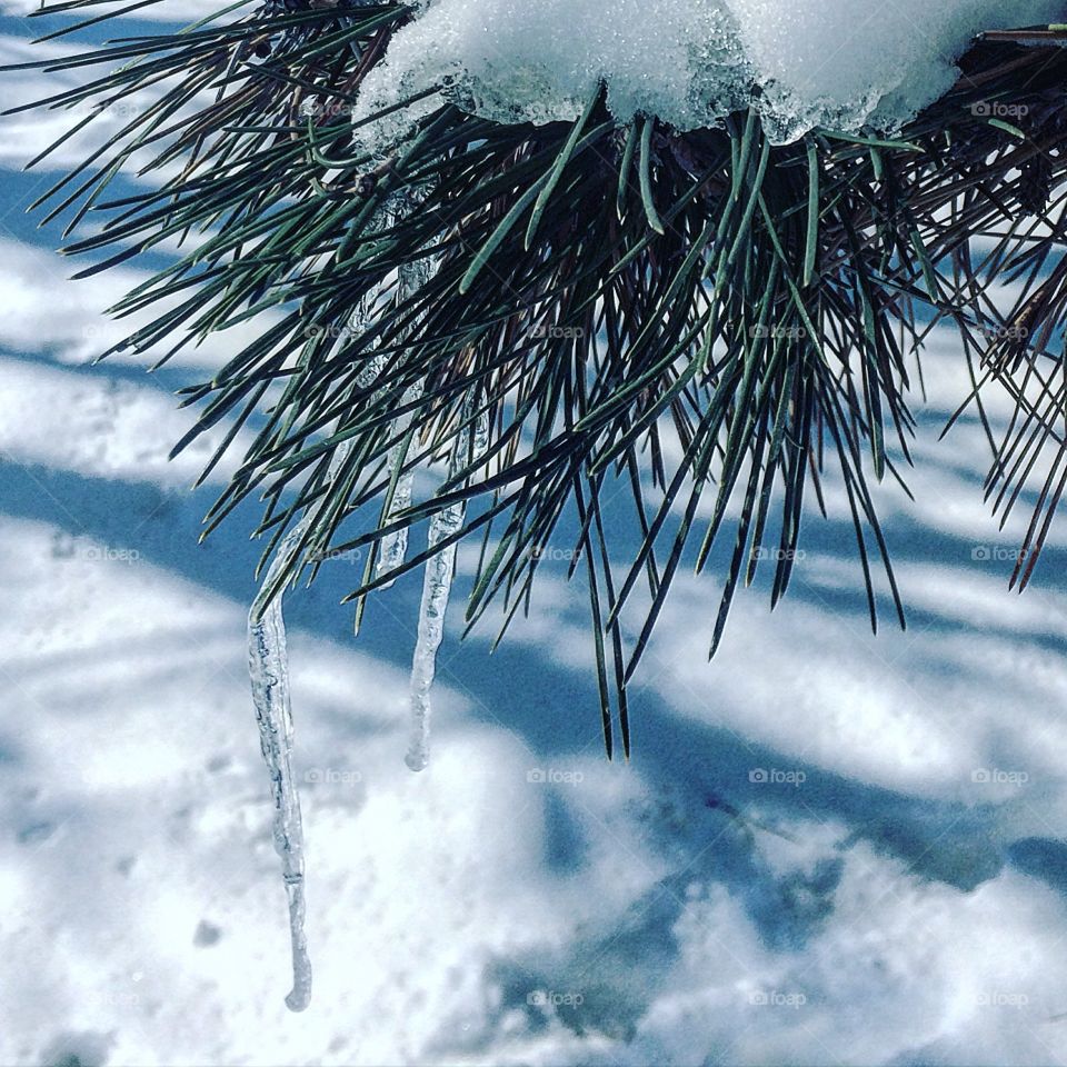 Tiny Icicles on a pine branch 