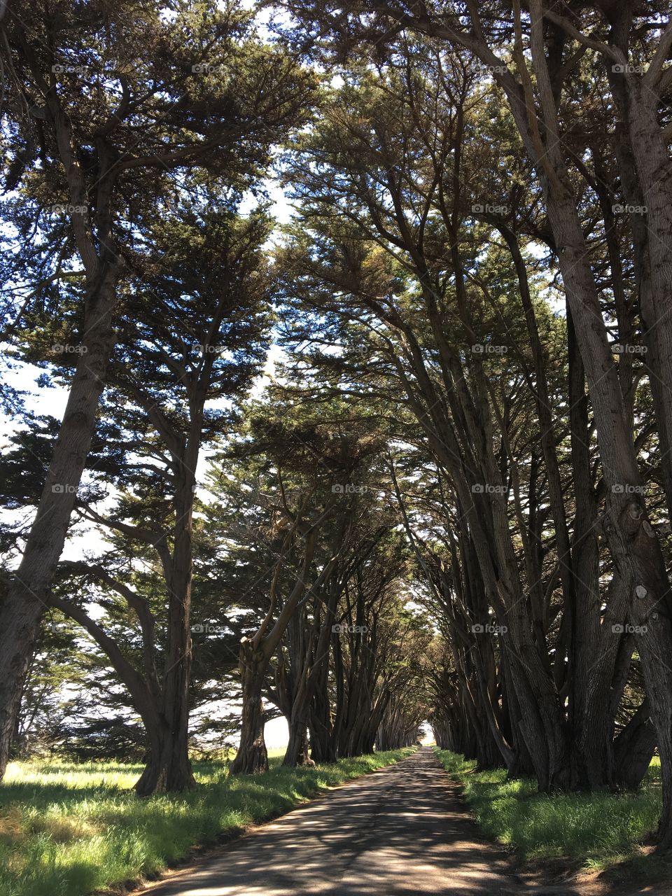 Tree Tunnel at Point Reyes San Francisco