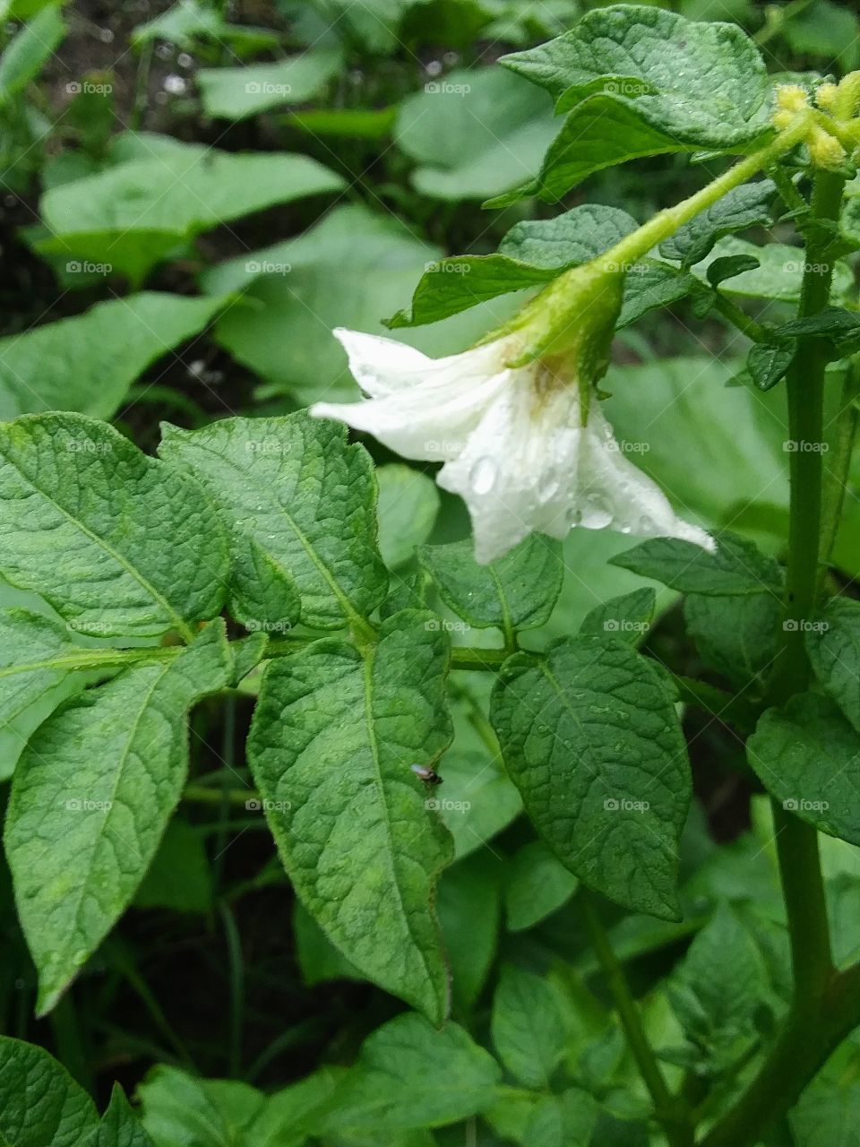 raindrop on a potato blossom