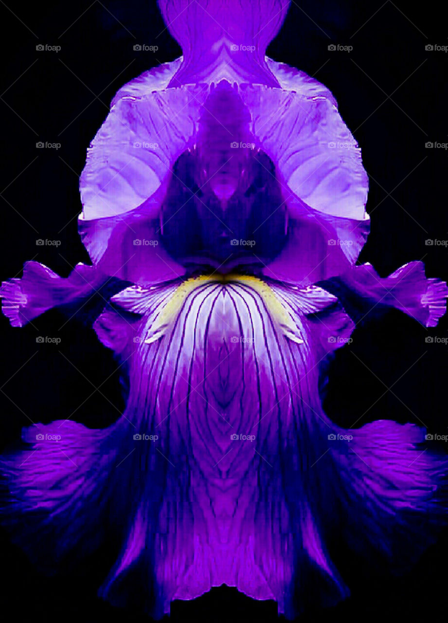 Iris purple flower infinity by elvio