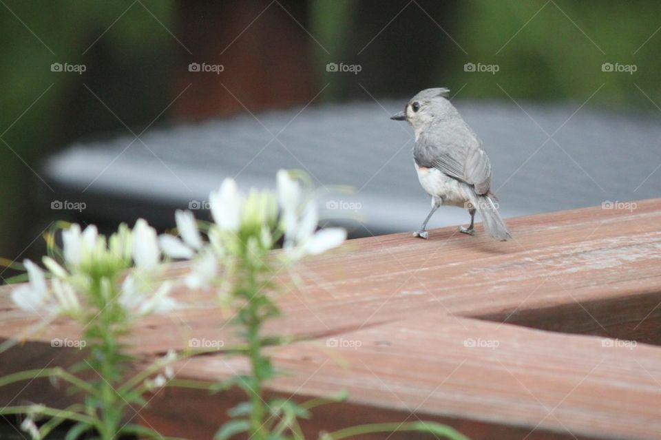 Pretty tufted titmouse 