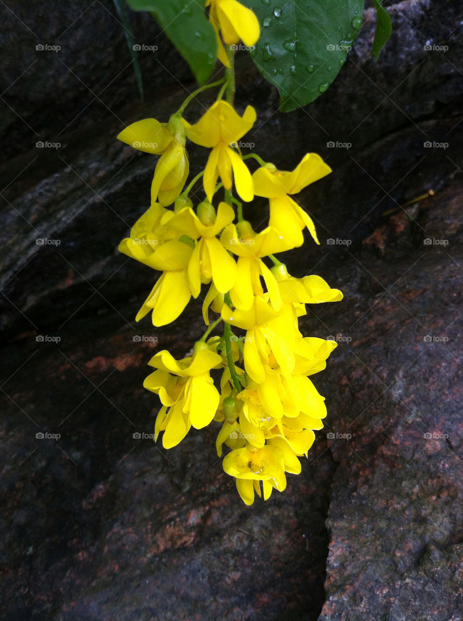 sweden yellow botany nature by bj