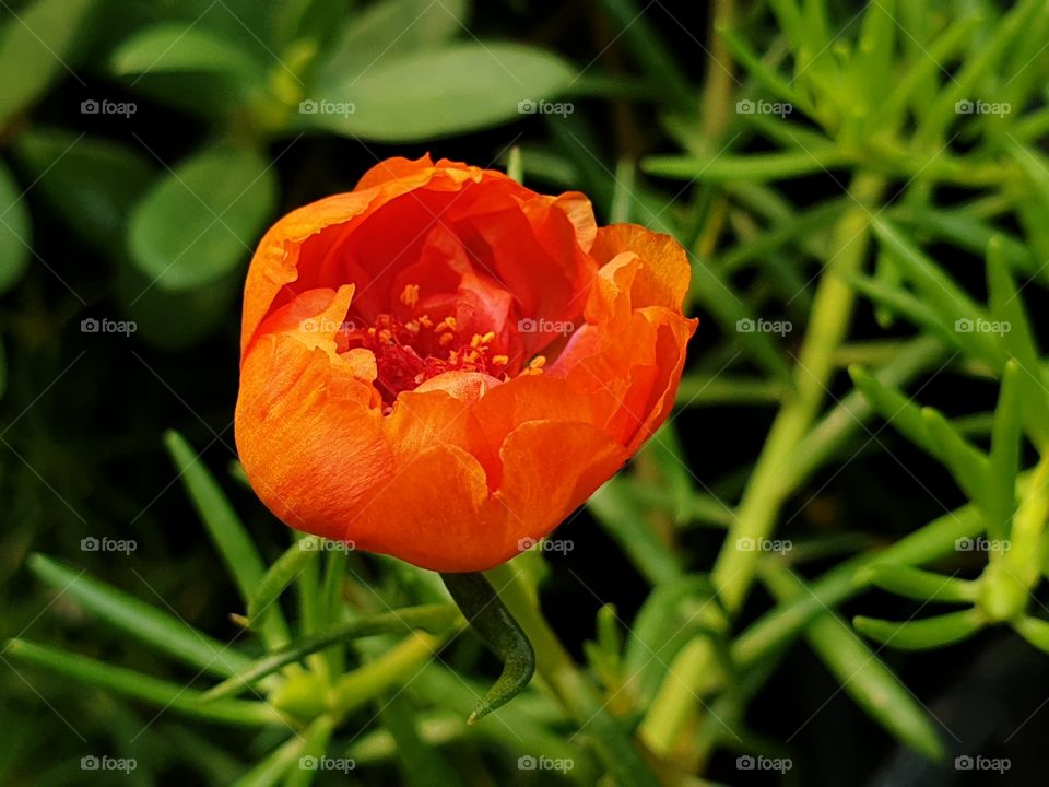 beautiful flowers in my garden