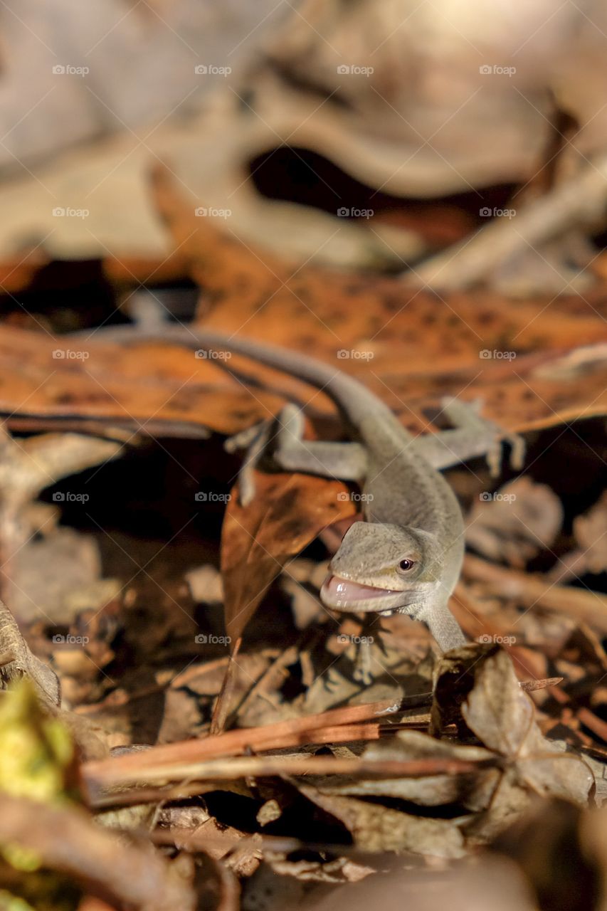A Carolina anole finds and you eats an ant on the forest floor at Yates Mill County Park in Raleigh, North Carolina. However, it appears the lizard is smiling big for the camera. 
