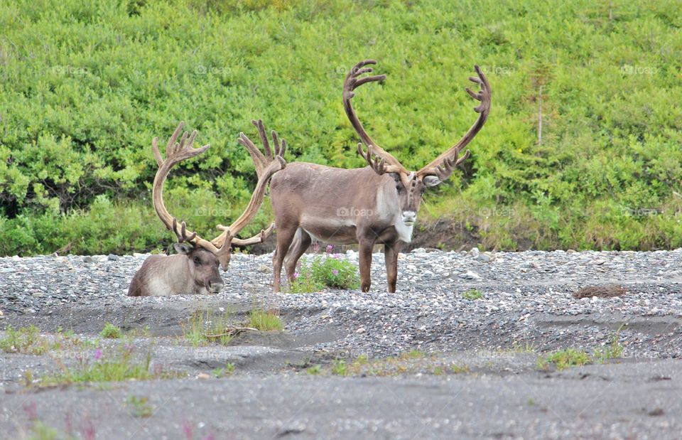 caribou