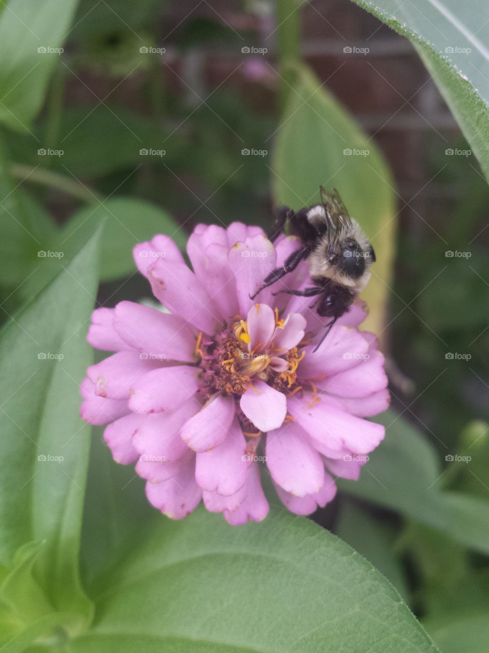 pink zinnia & bee