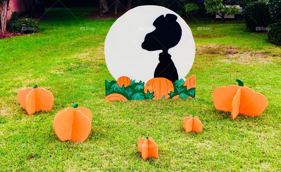 Red Barron in the pumpkin patch 