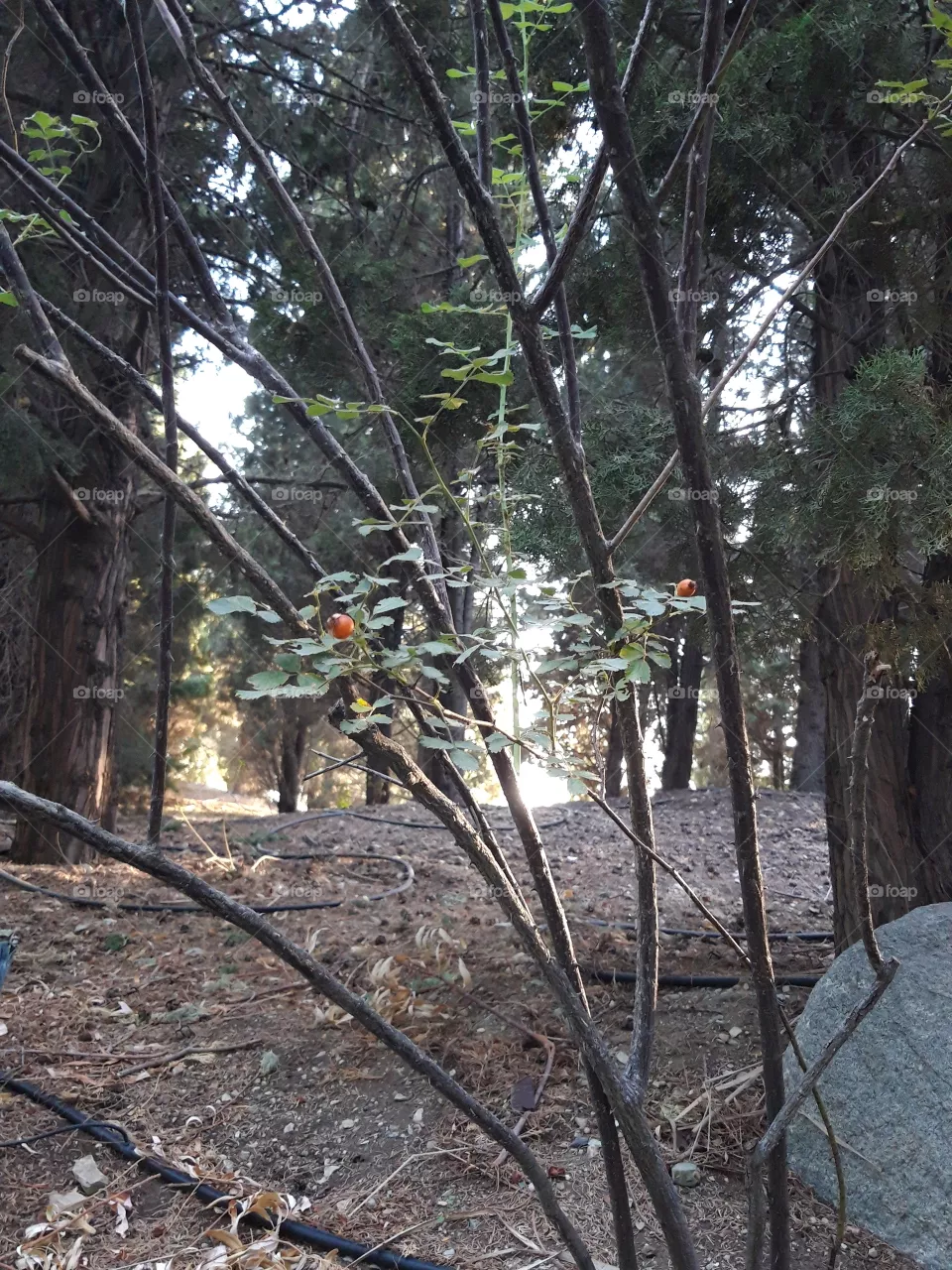 nature
