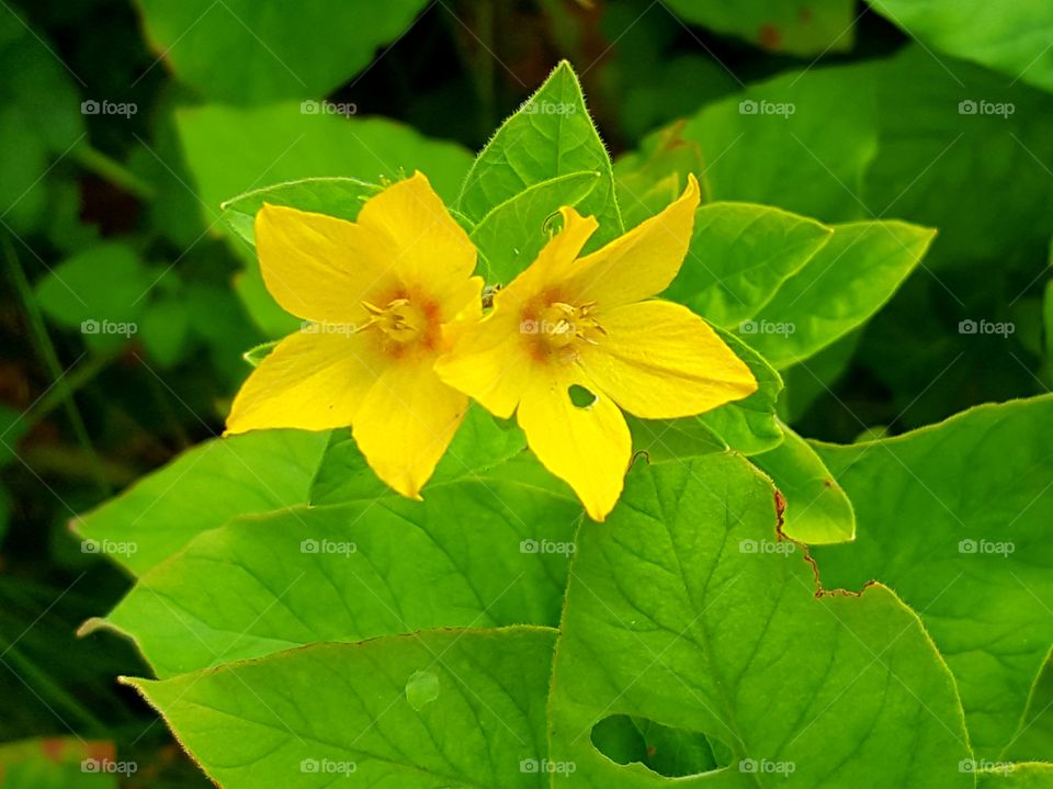 Yellow Little  Blooming Flowers