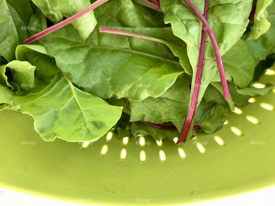 Overhead view of garden-fresh mixed baby greens in green colander