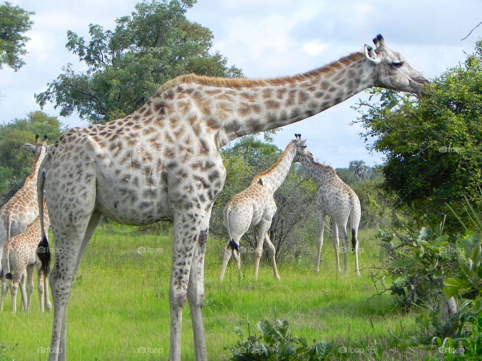 A giraffe having a leafy snack in Botswana 