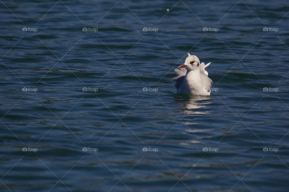 Seagull swimming in lake