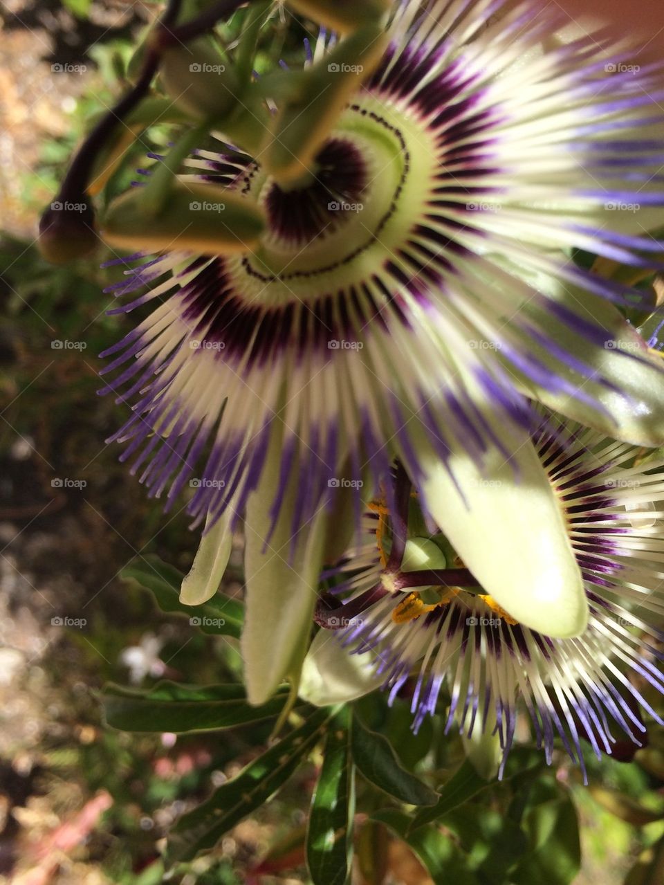 Twin passionflowers