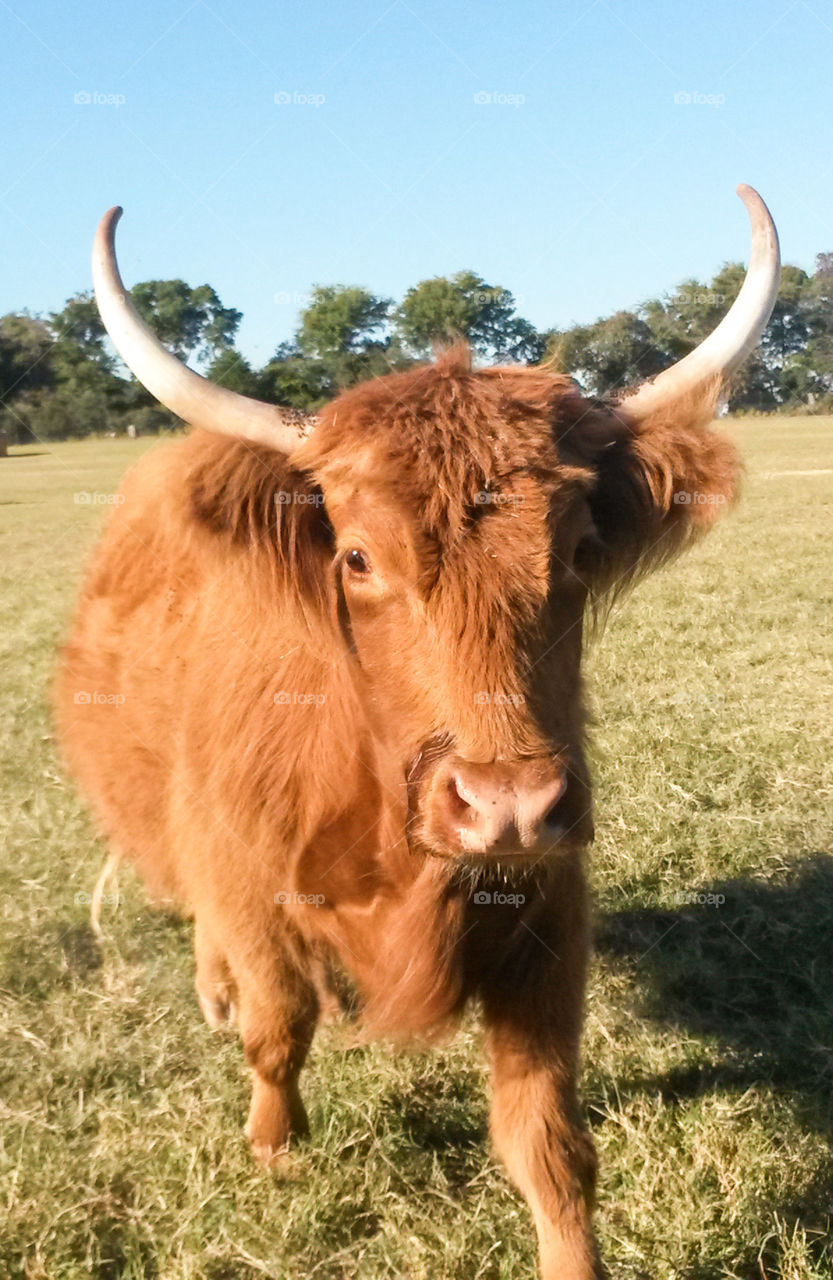 Shaggy Longhorn. Taken at a drive through wildlife preserve.