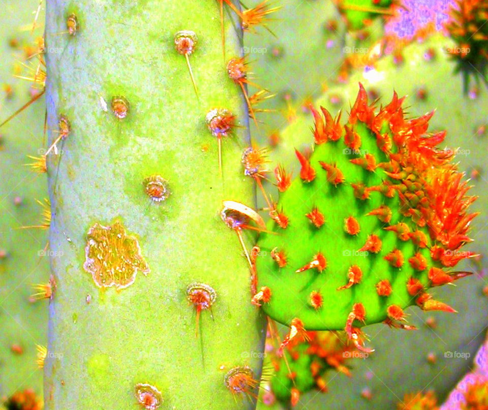 Prickly cactus
