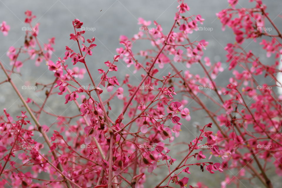 Pink house outdoor flowers.