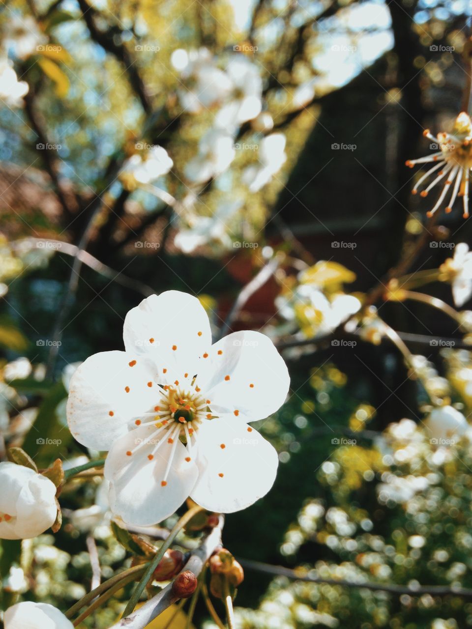 Close-up of flowers