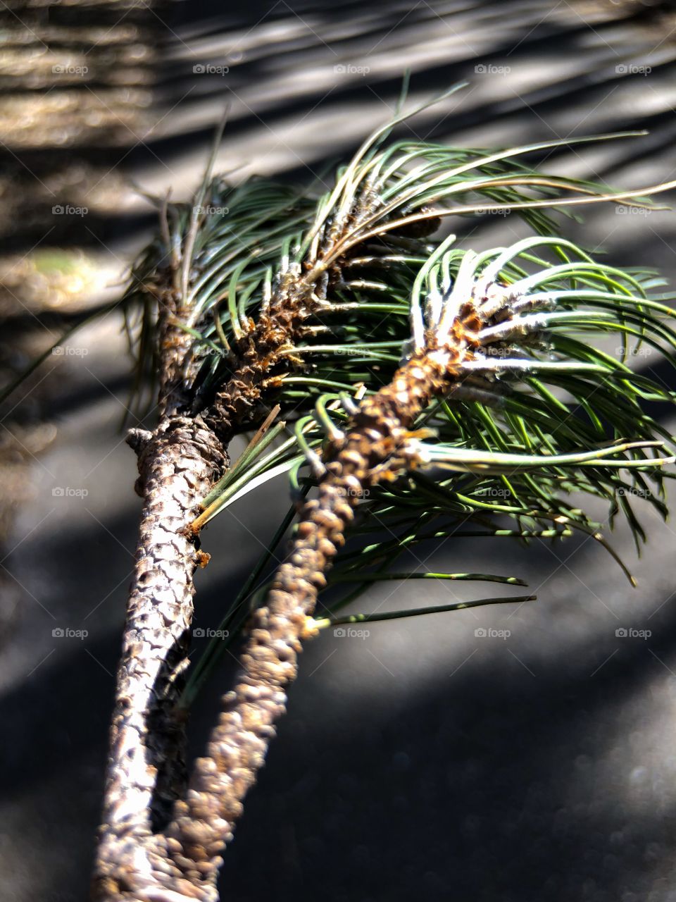Pine tree branch 
