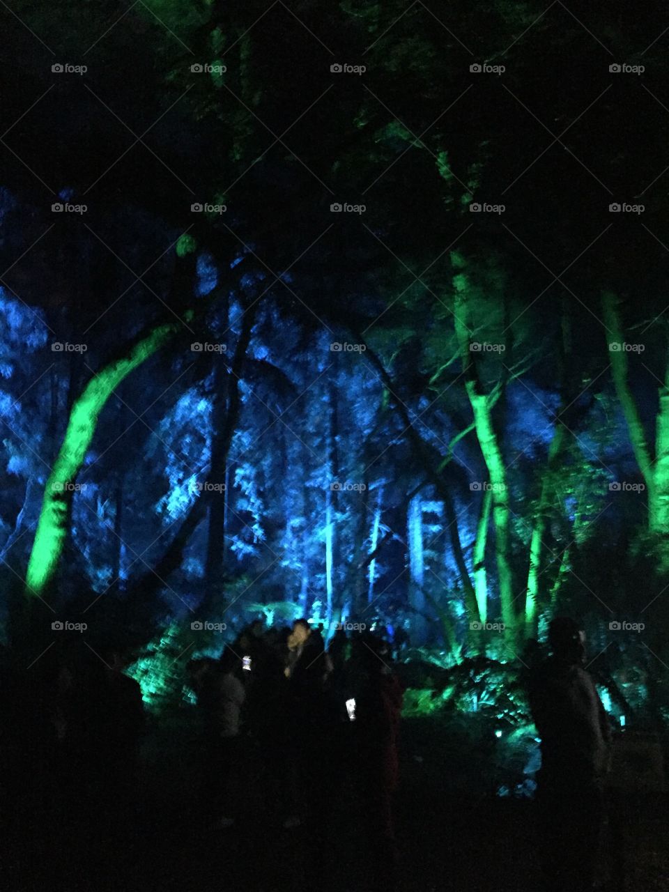 Blue and Green Forest