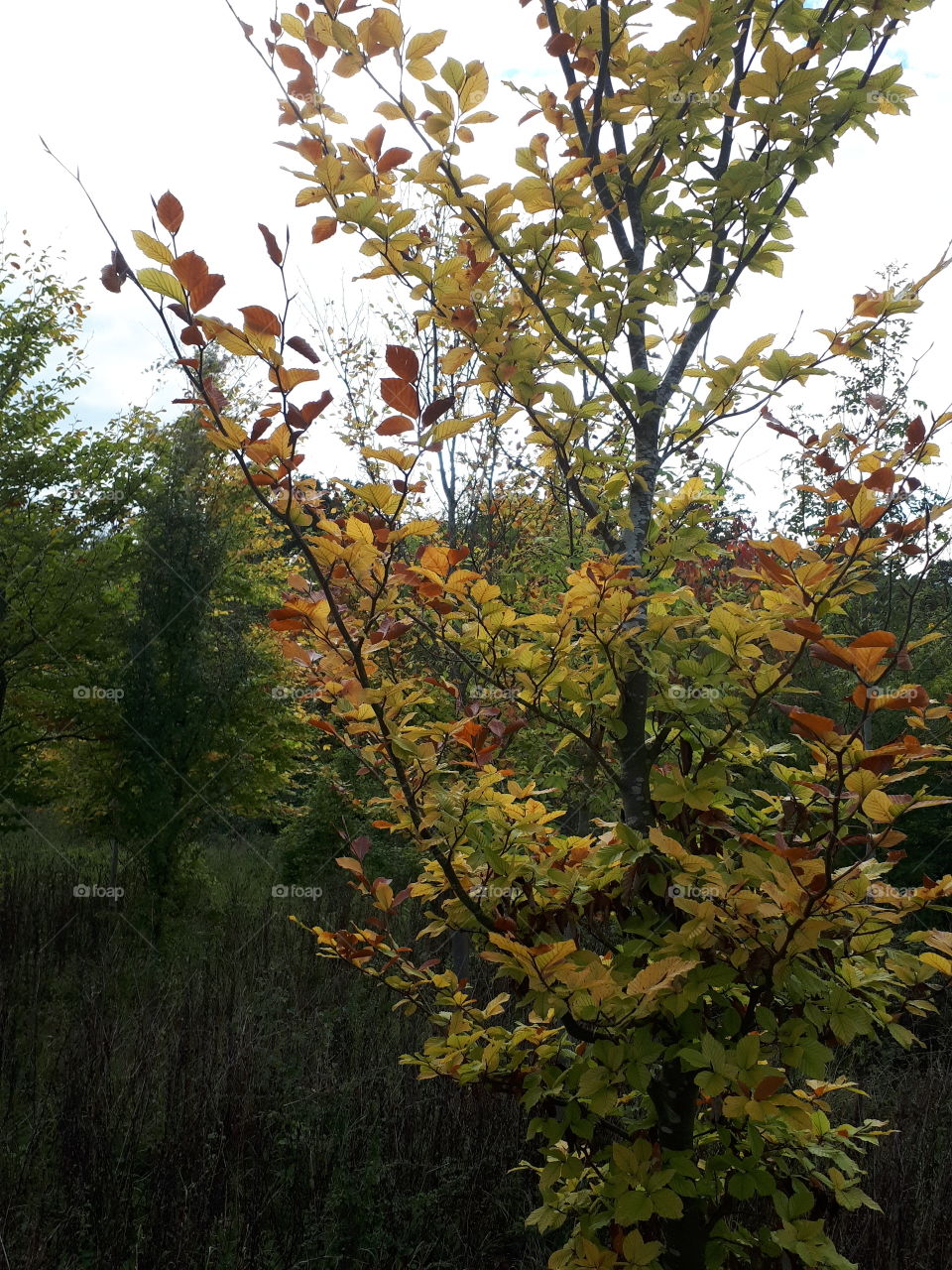 Tree, Leaf, Nature, Fall, Branch