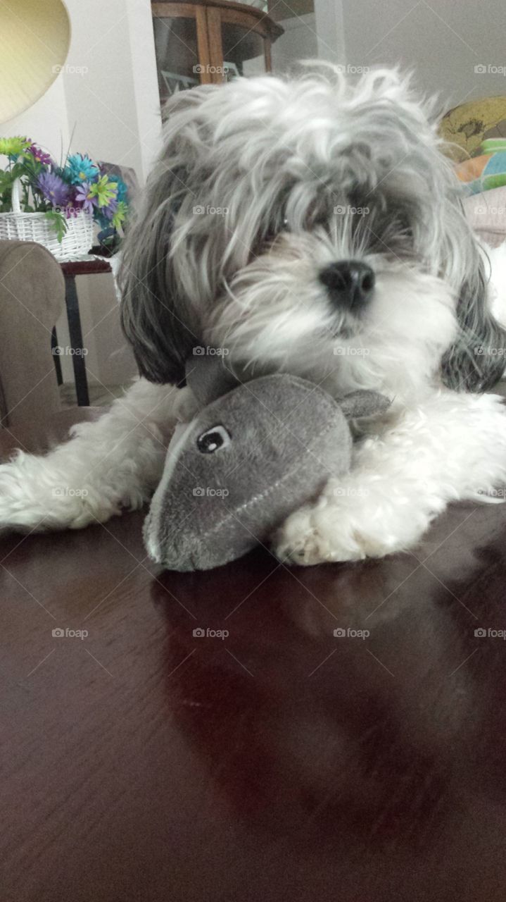 Dog and hus toy