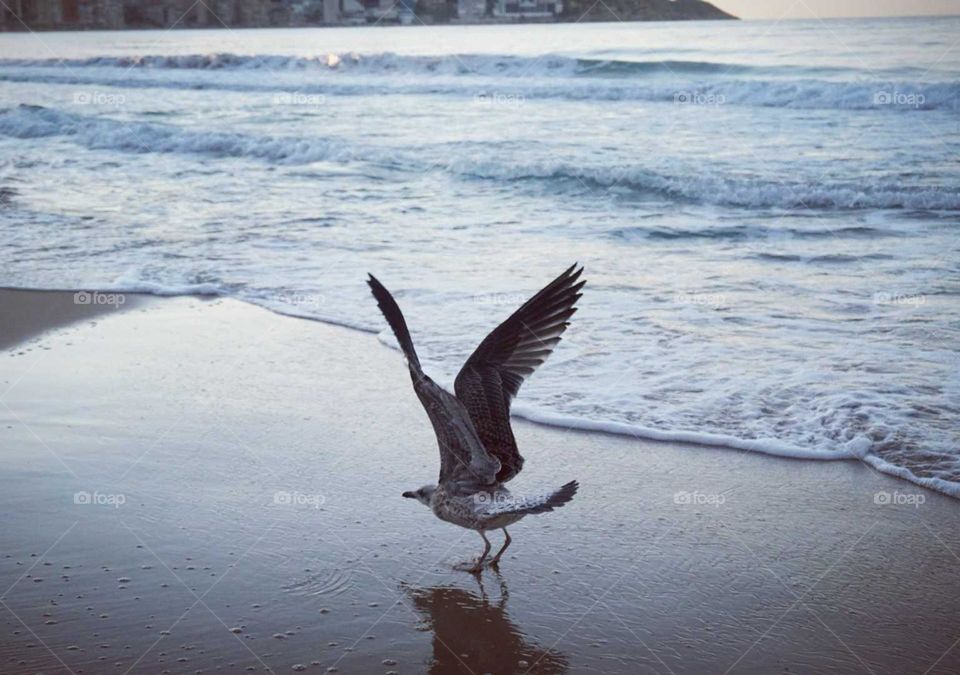 Beach#sea#bird#wings#waves