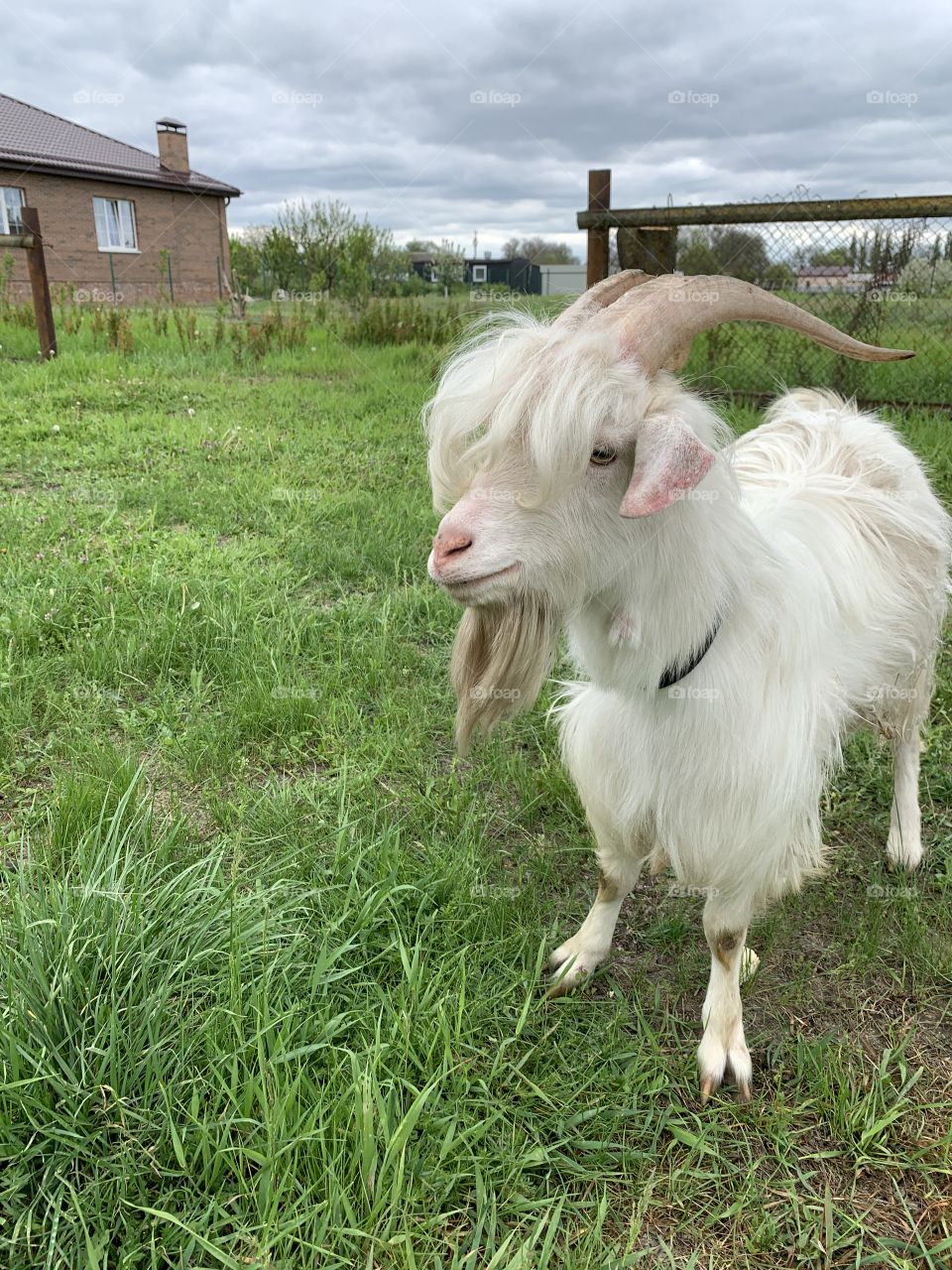 Local goat. 