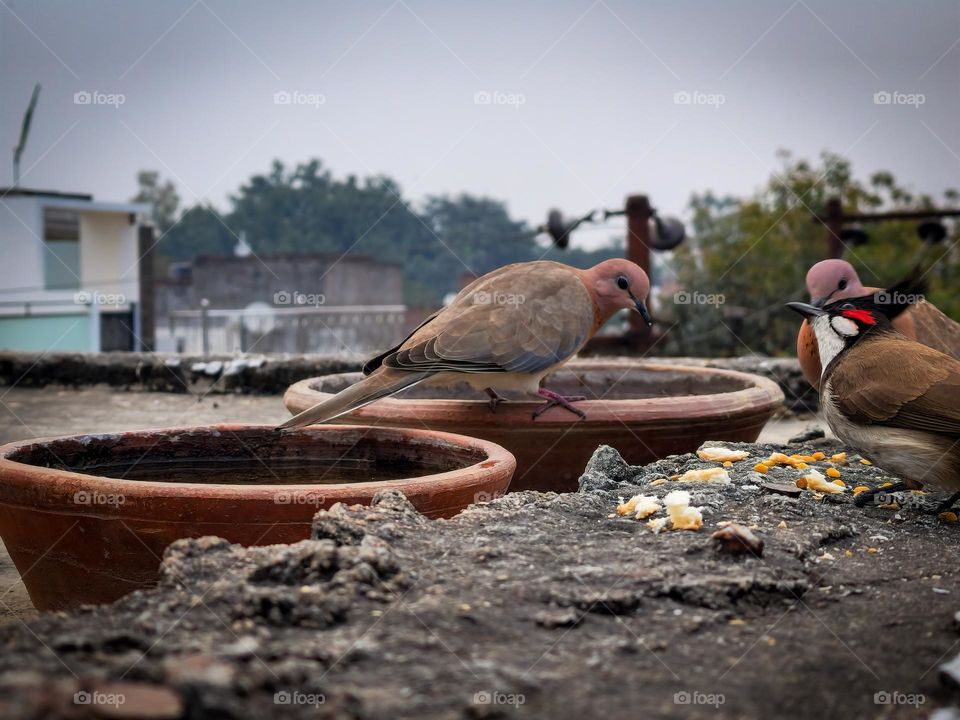 Different kinds of birds sharing food and water with each other