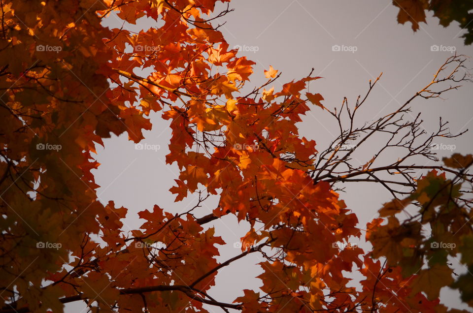 Sun Tickled Autumn Leaves