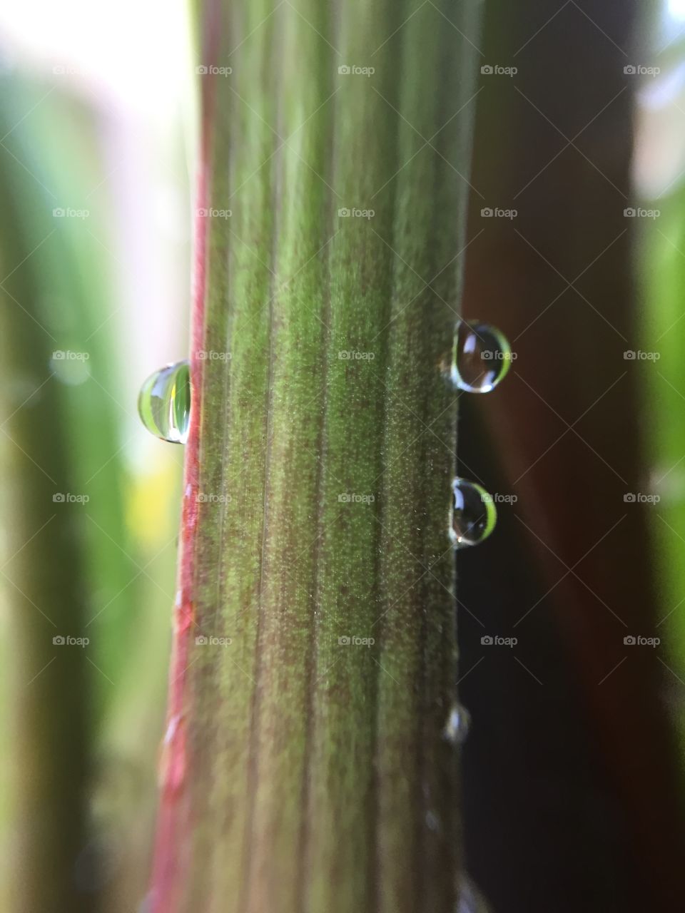 Raindrop