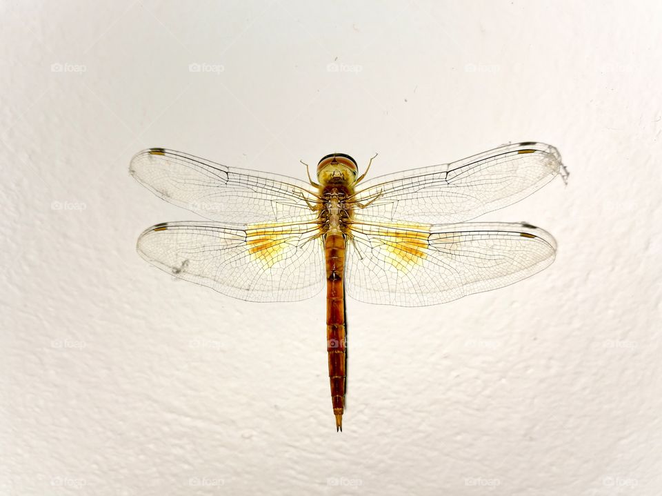 dragonfly