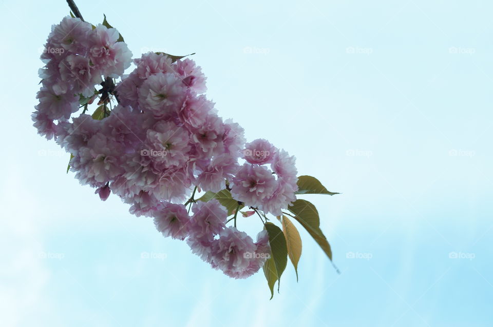Flores del ciruelo japonés