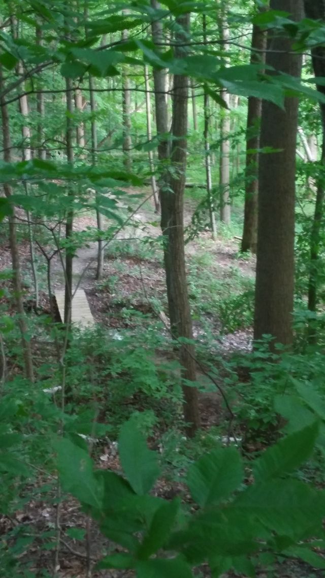 in the woods