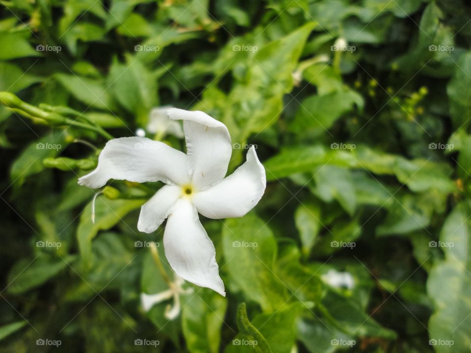 Whitw Flower