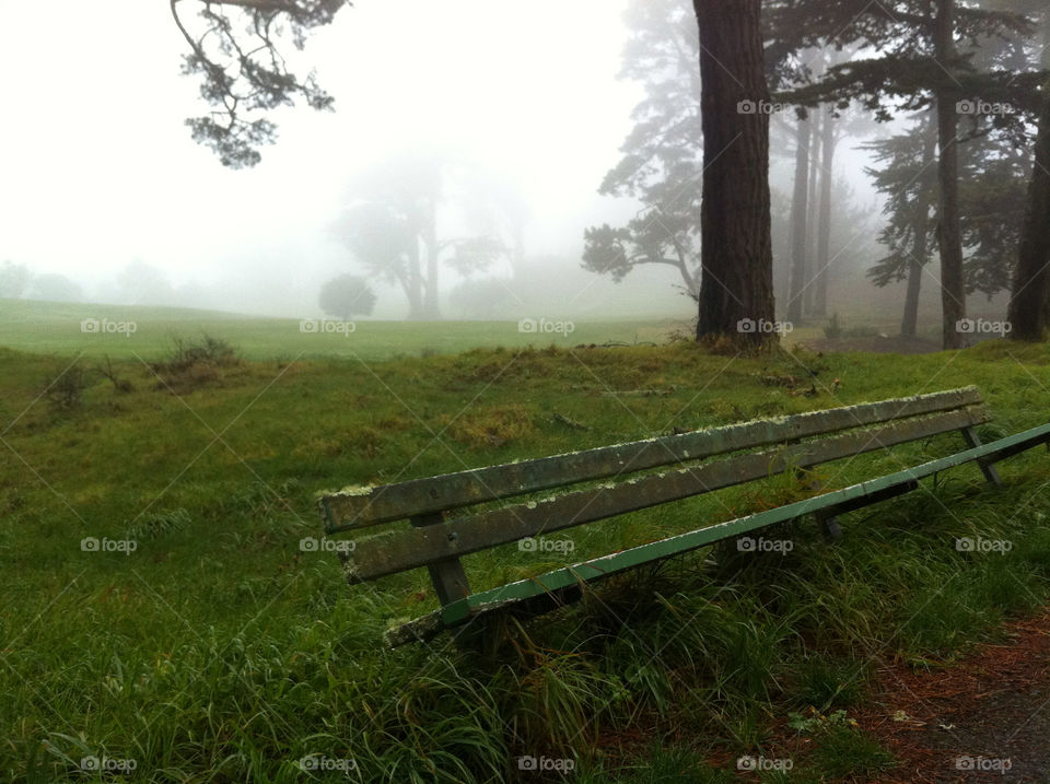 grass trees park rain by guzi