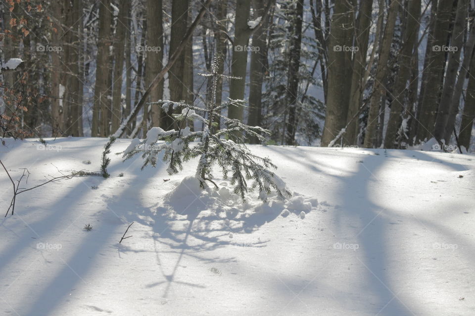 Lonely tree